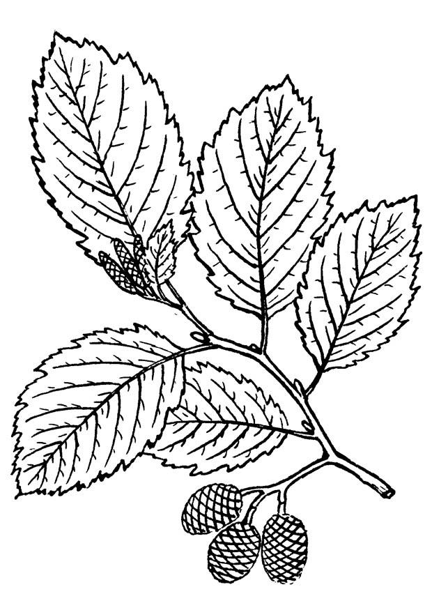 tree - alder Coloring page tree - alder