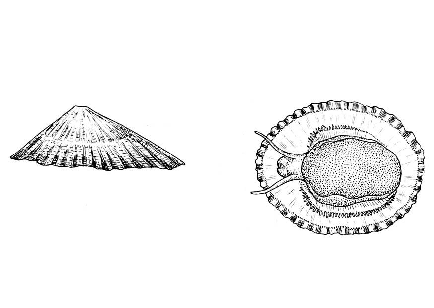 snail - common limpet Coloring page snail - common limpet