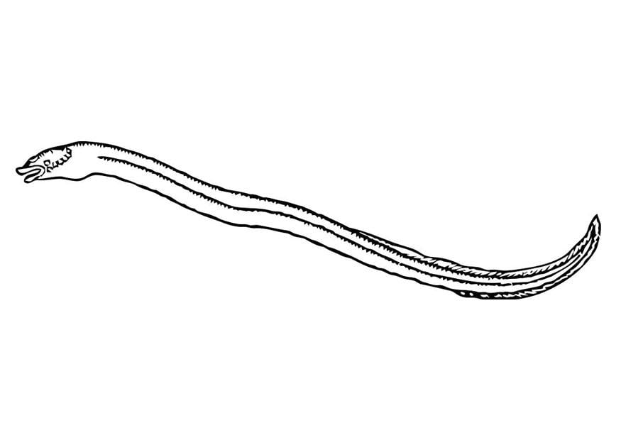 Coloring page eel