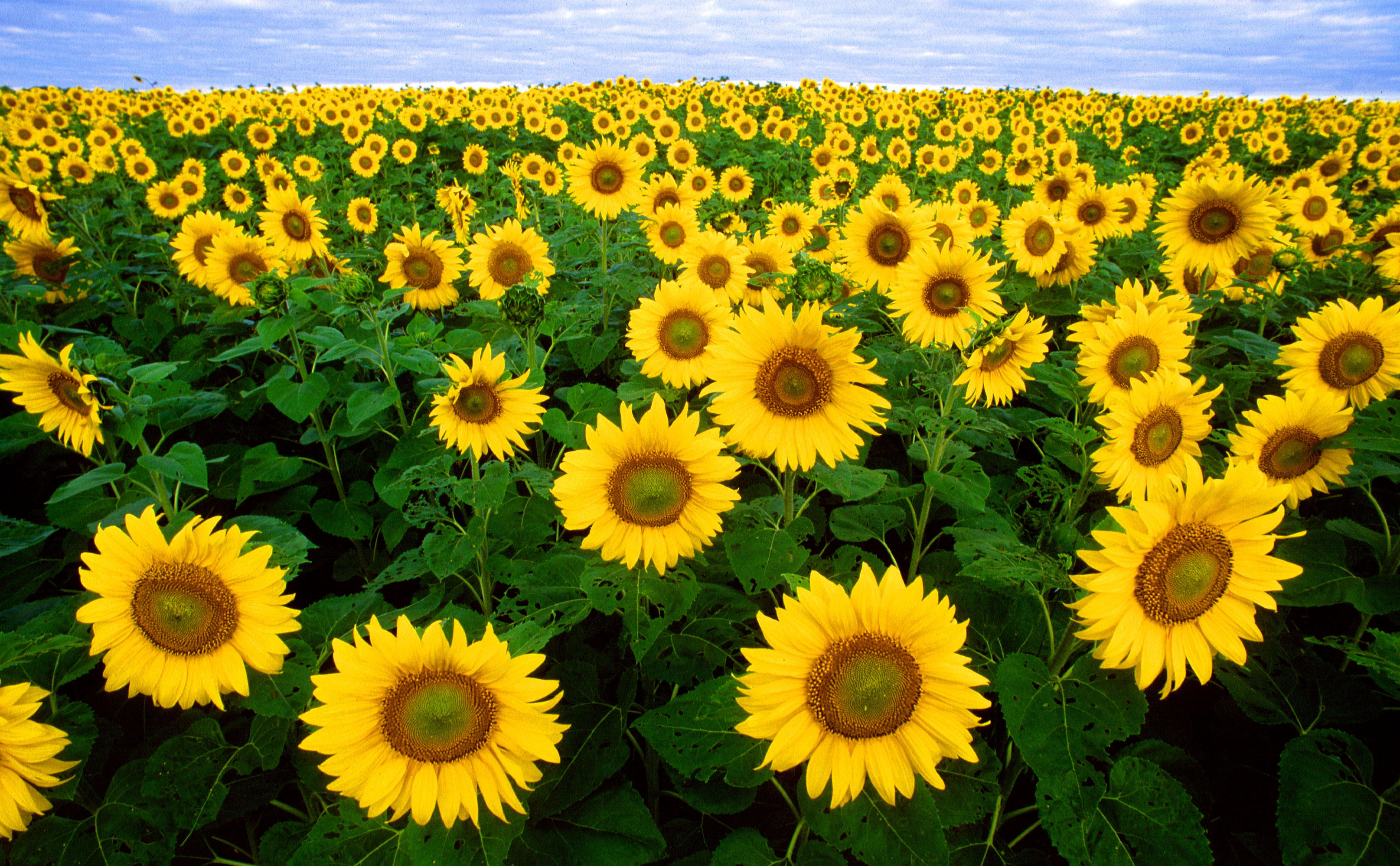 sunflowers Photo sunflowers