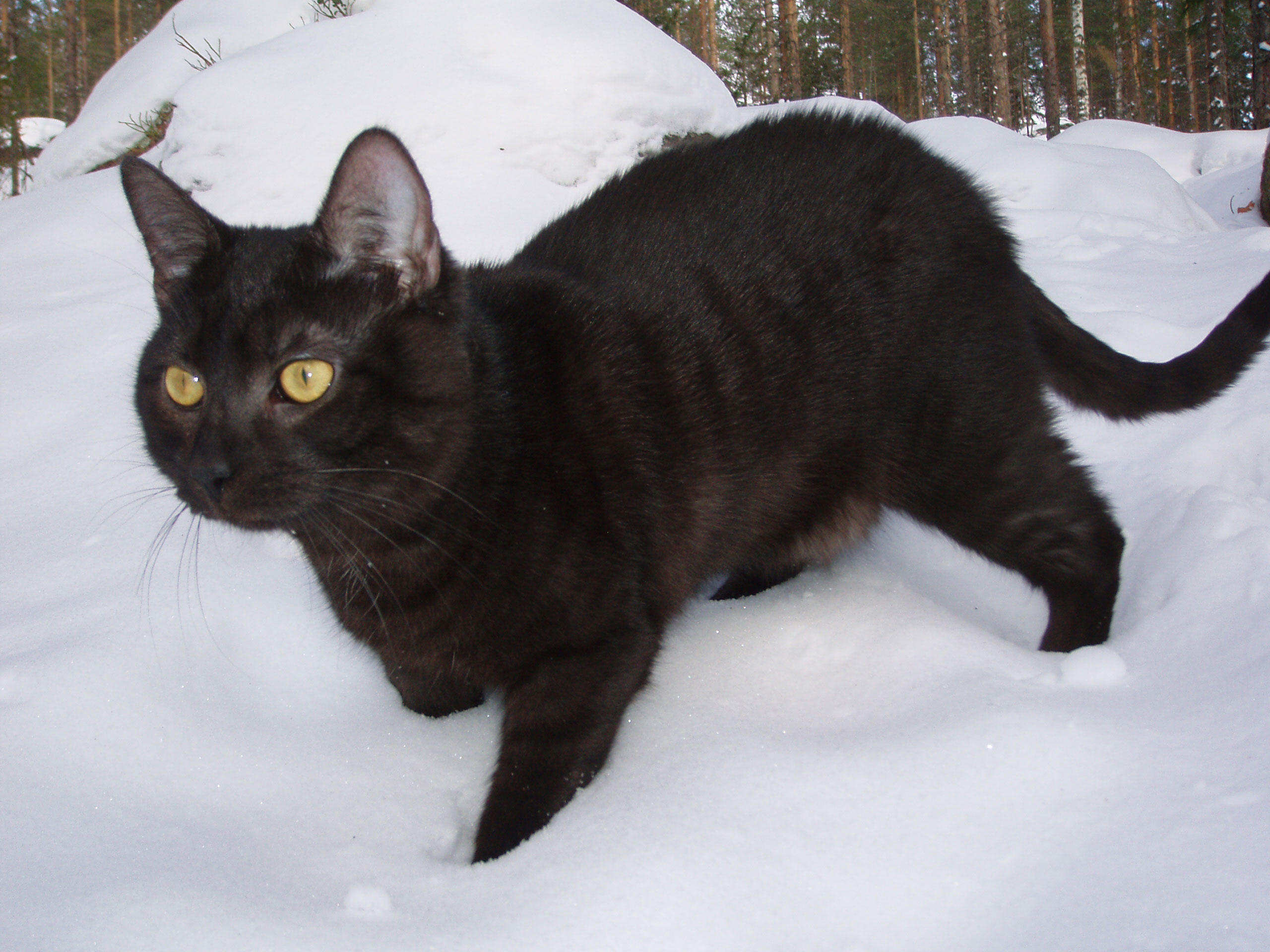 black cat Photo black cat