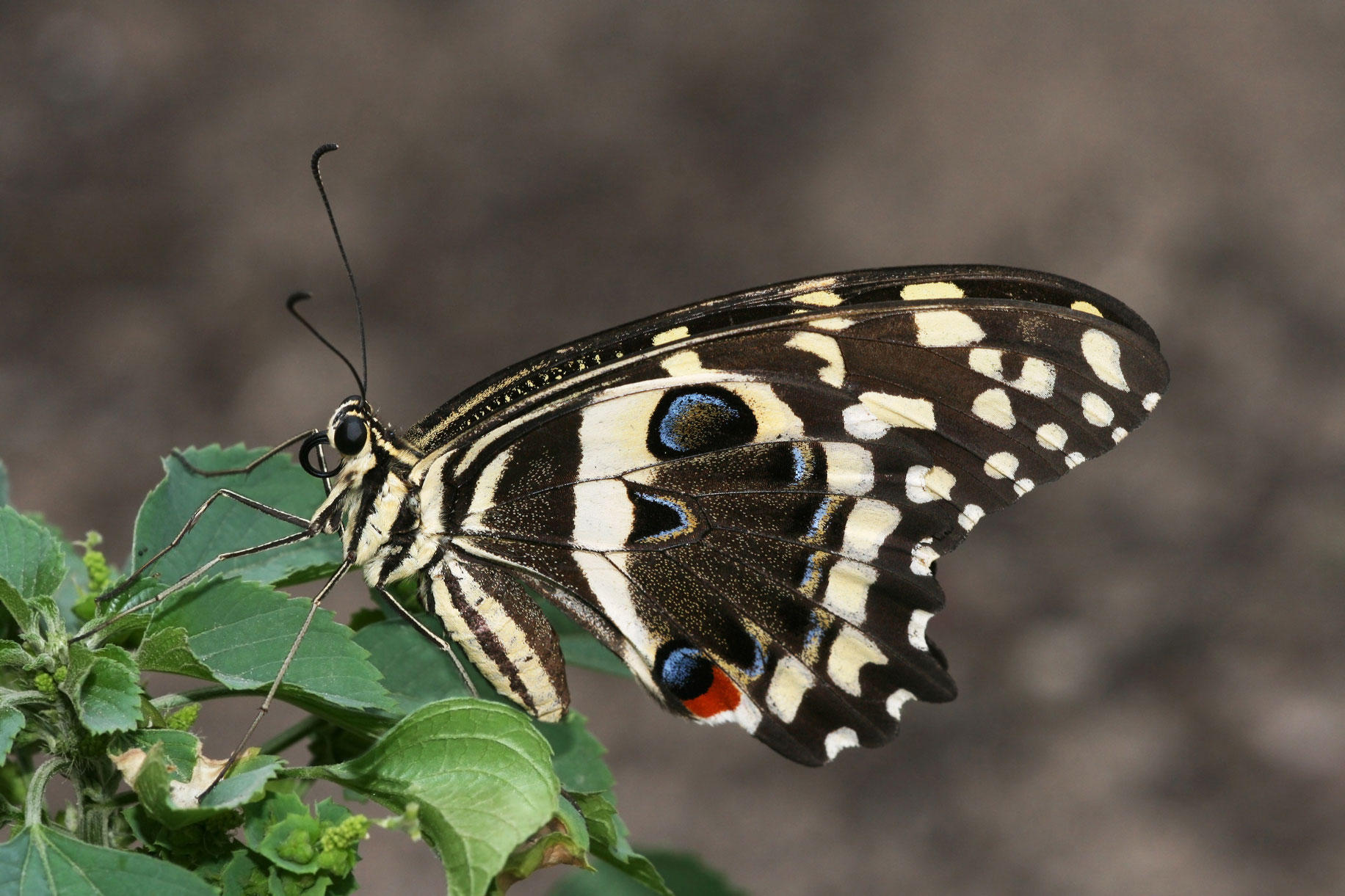 butterfly Photo butterfly