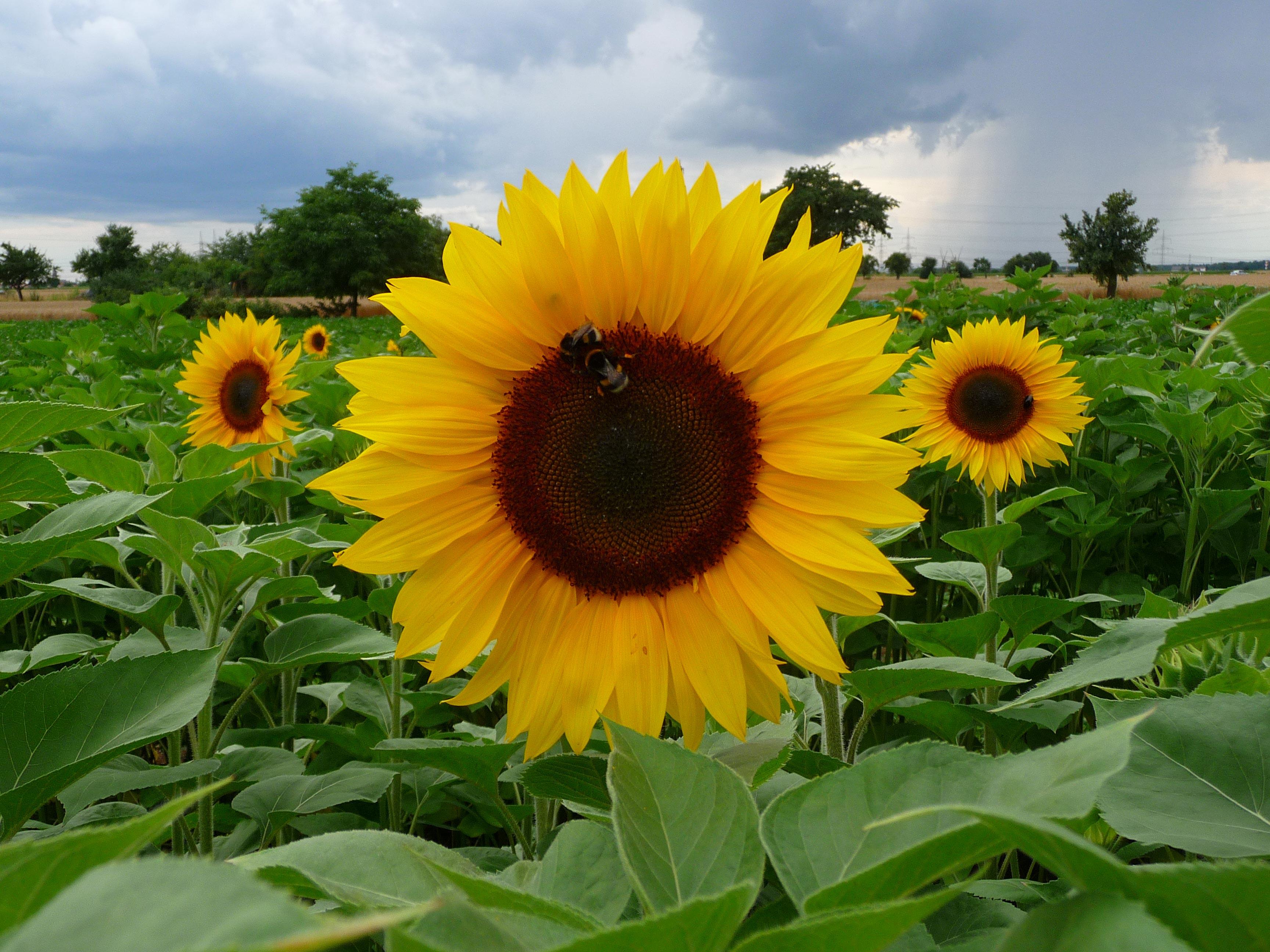 sunflower Photo sunflower