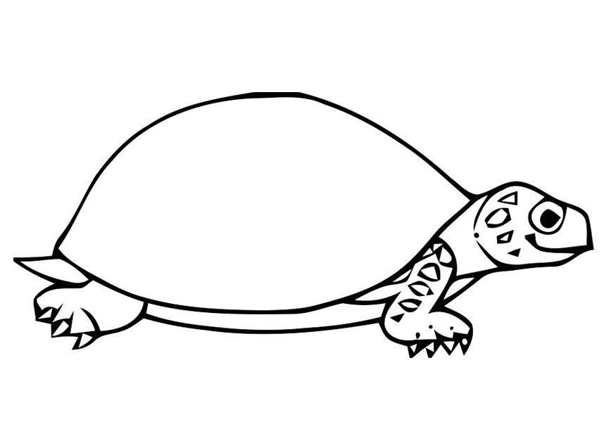 Coloring page tortoise