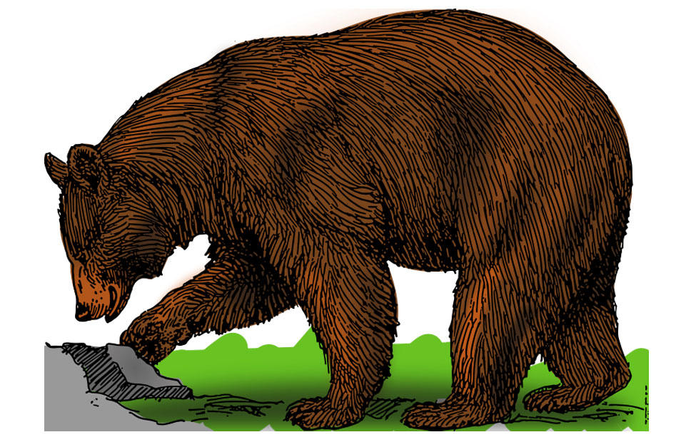 bear Image bear
