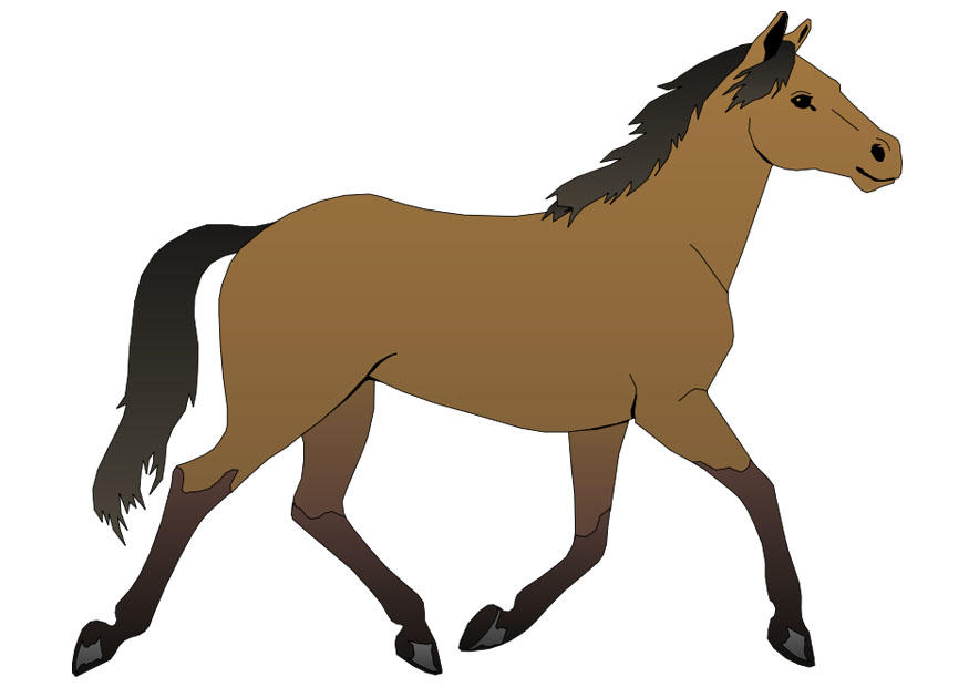 horse Image horse