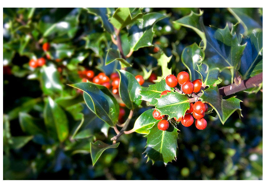 holly Photo holly