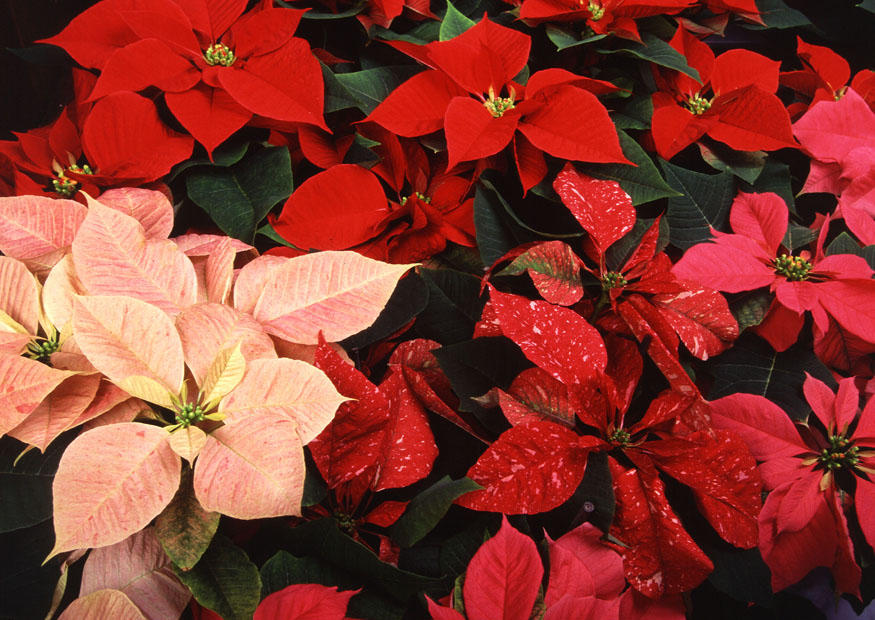 christmas rose Photo christmas rose