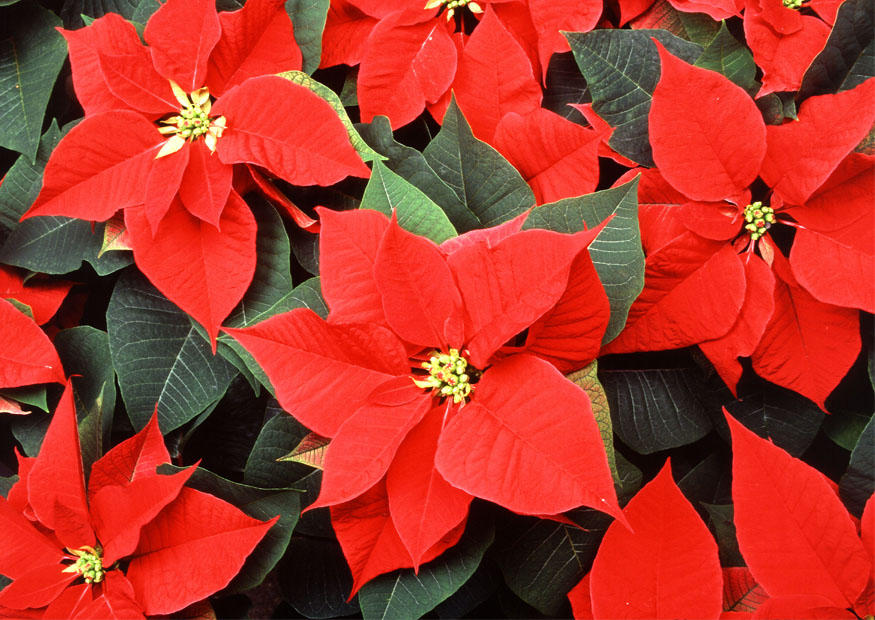 christmas rose Photo christmas rose
