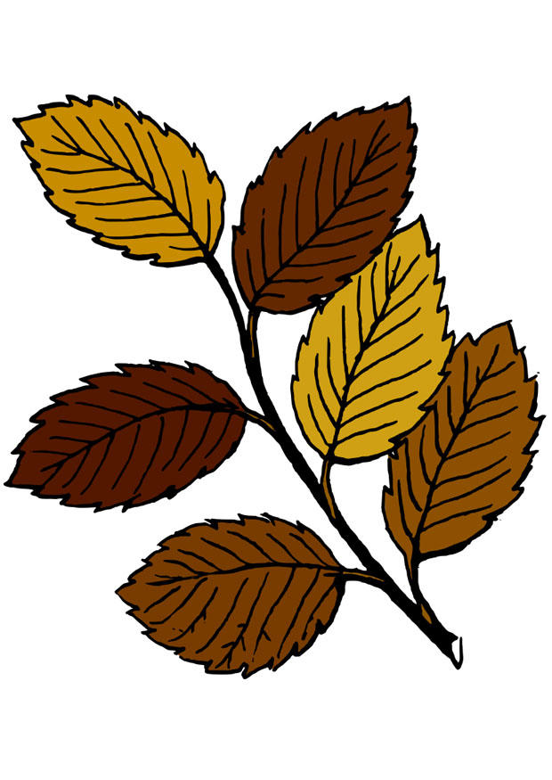 autumn leaves Image autumn leaves