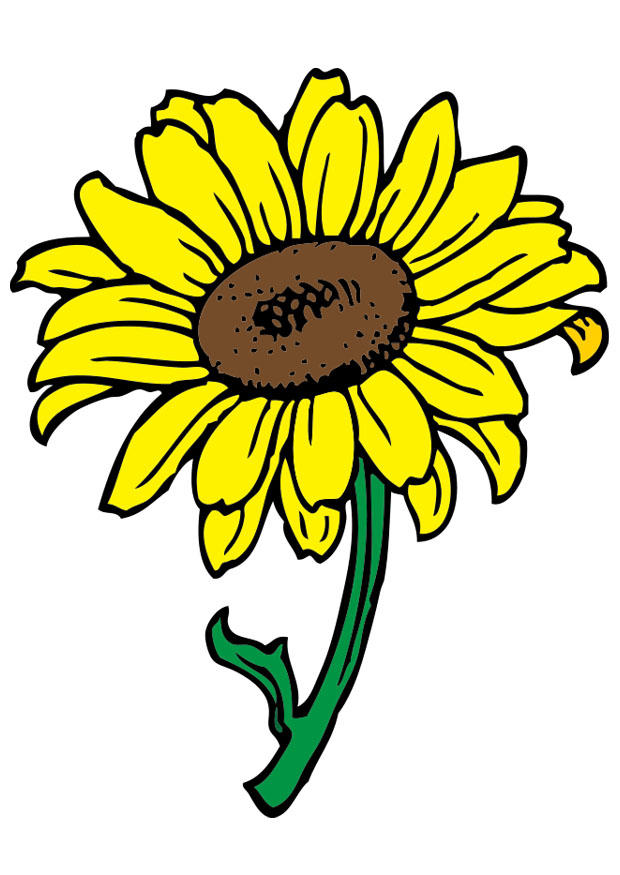 sunflower Image sunflower