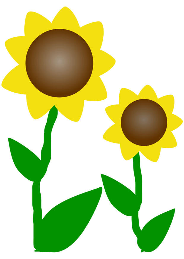 sunflowers Image sunflowers