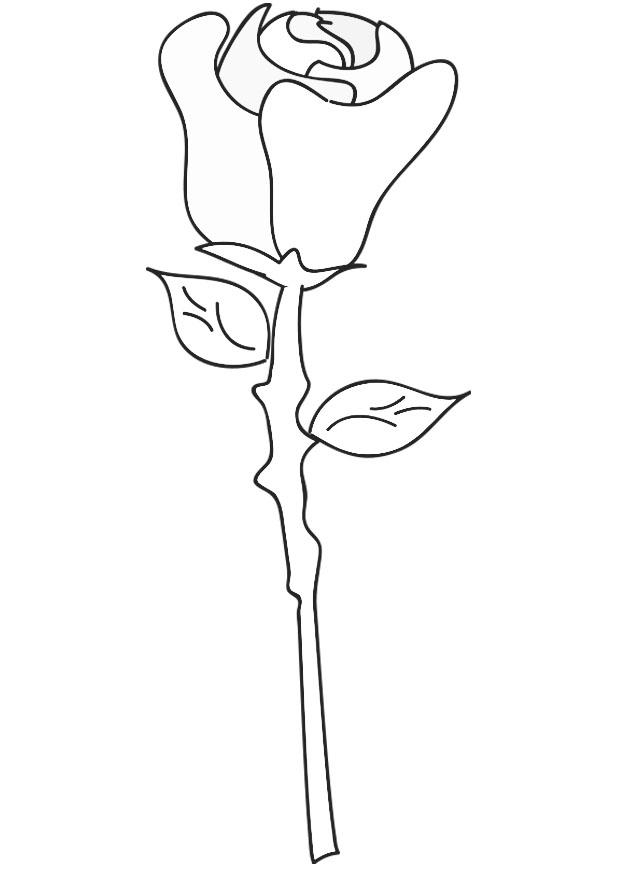 rose Coloring page rose