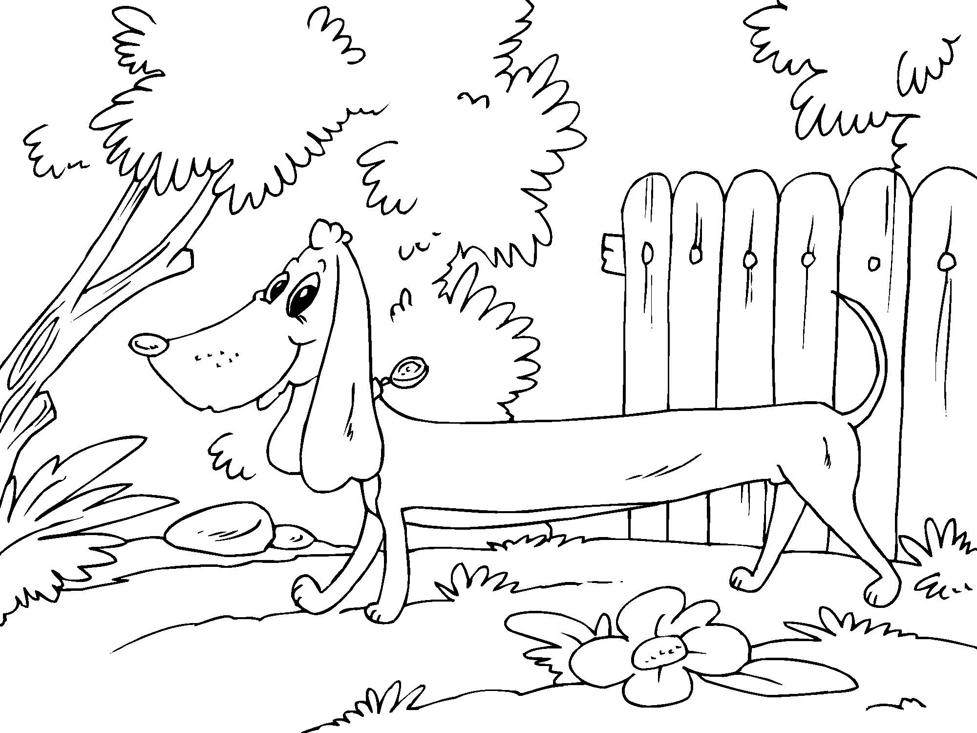 Coloring page dachshund