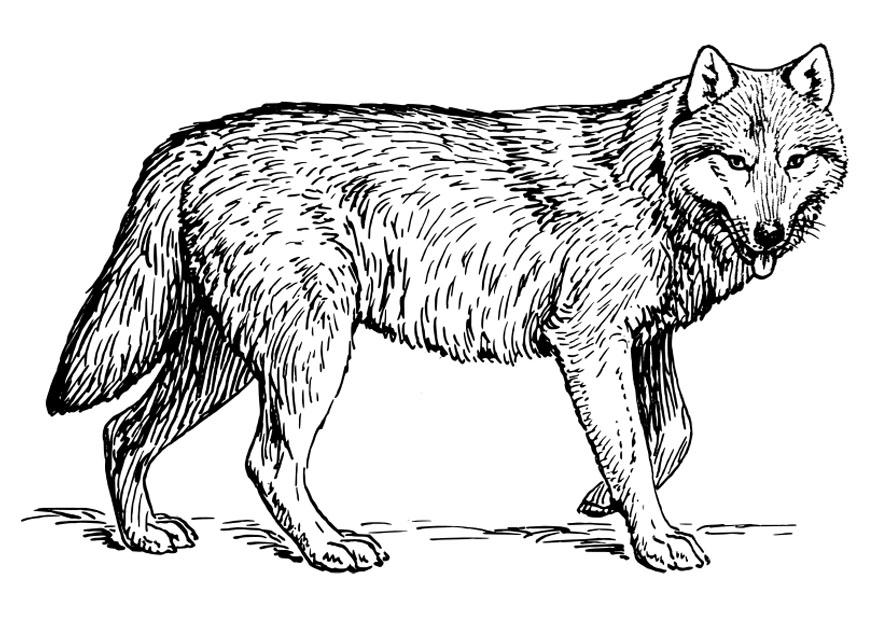 Coloring page wolf