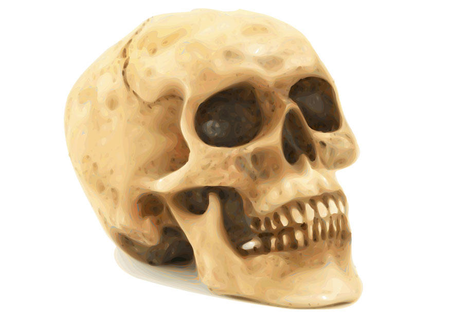 skull Image skull