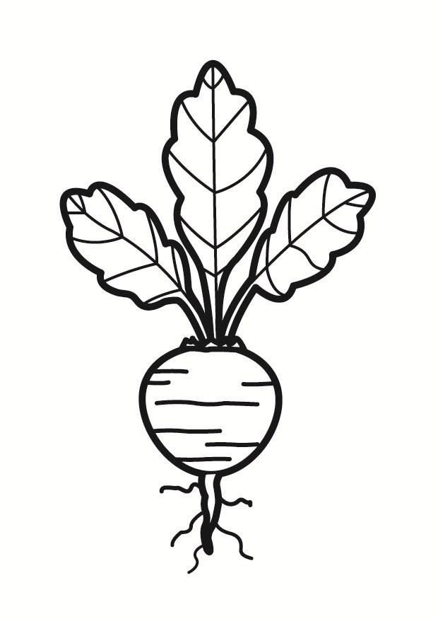 beet Coloring page beet