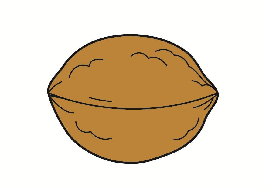 nut Image nut