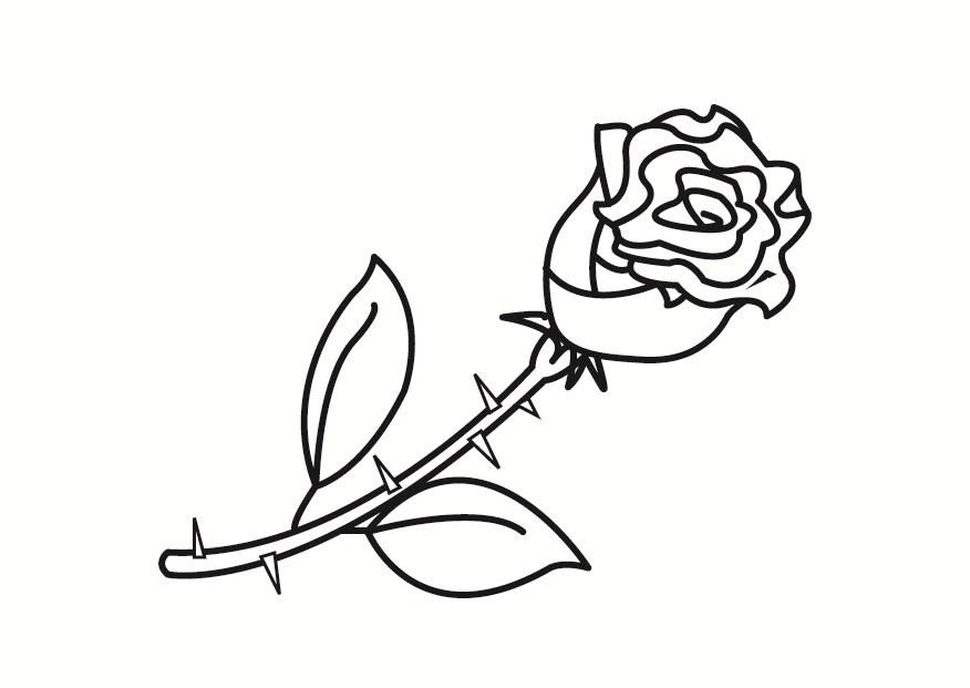 rose Coloring page rose