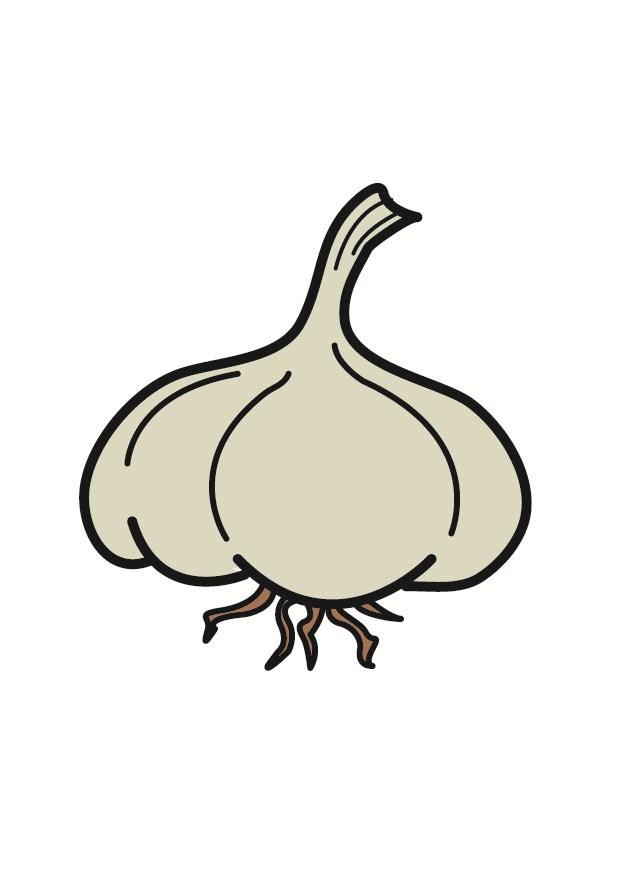 garlic Image garlic