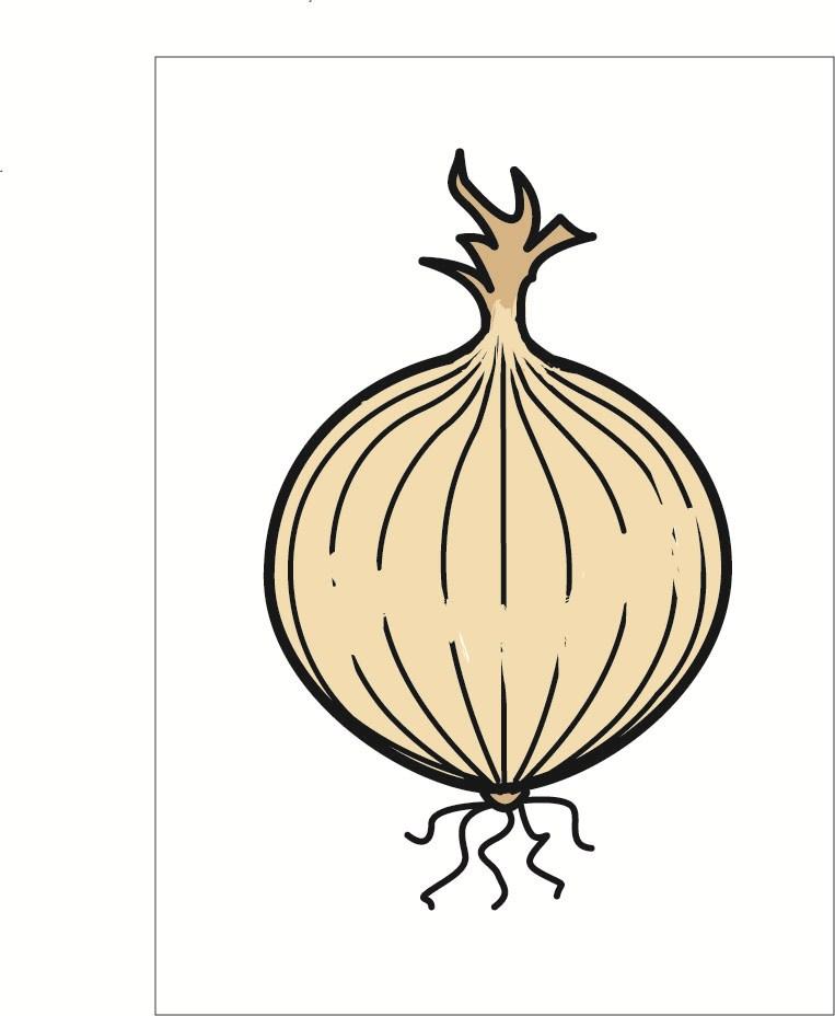 onion Image onion