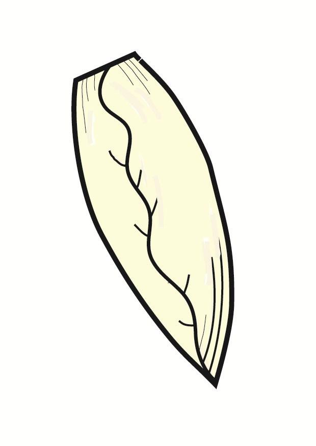 belgian endive Image belgian endive