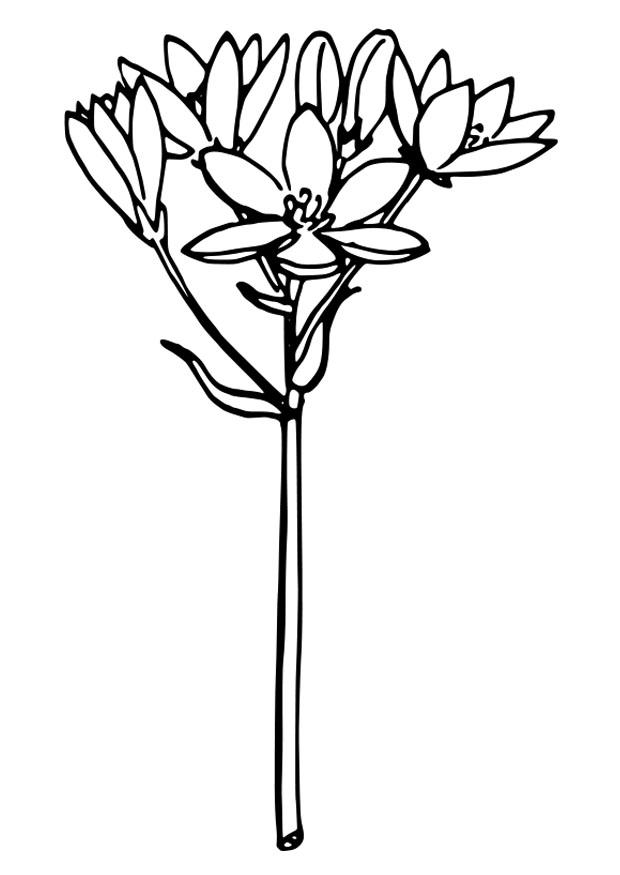 star of bethlehem Coloring page star of bethlehem