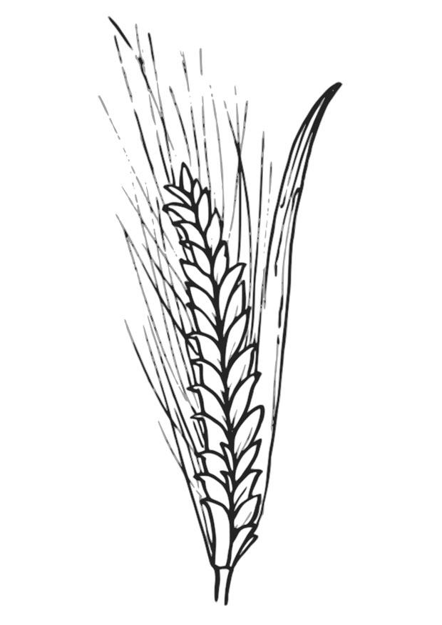 wheat Coloring page wheat