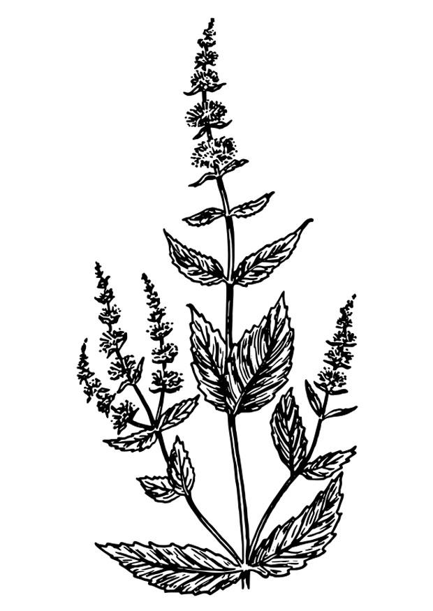 spearmint Coloring page spearmint