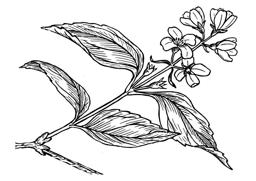 Coloring page lilac