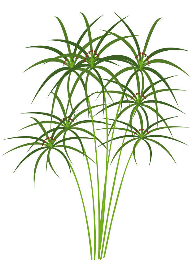 papyrus Image papyrus