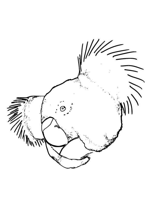 koala Coloring page koala