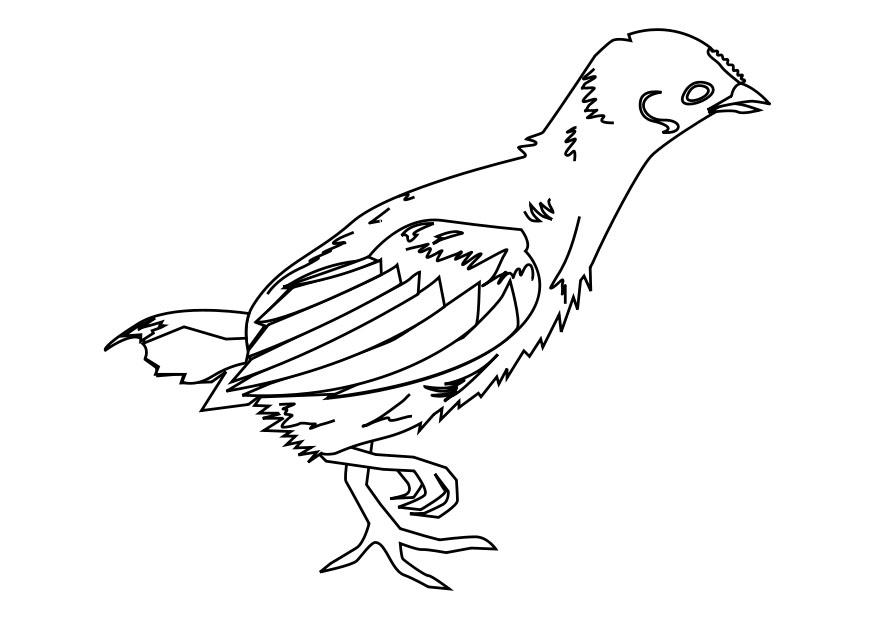 chick Coloring page chick
