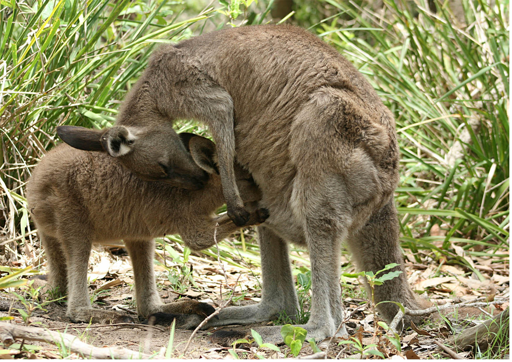 kangaroo with joey Photo kangaroo with joey