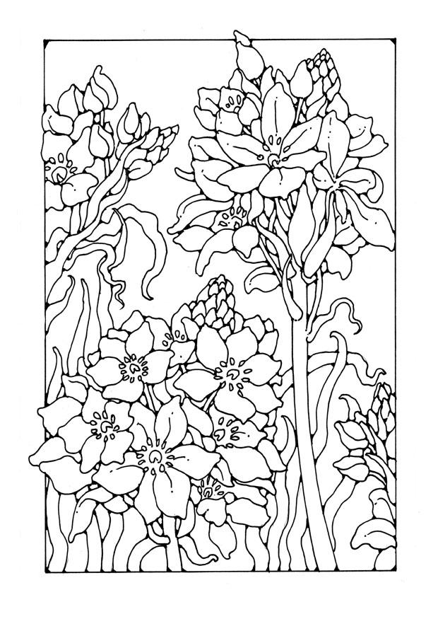 lily Coloring page lily