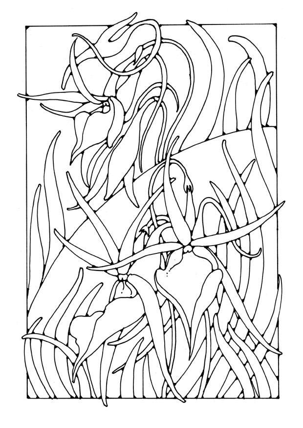 orchid Coloring page orchid