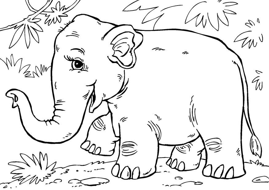 Coloring page asian elephant