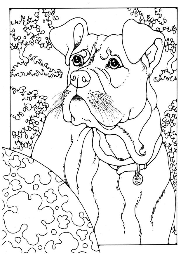Coloring page boxer