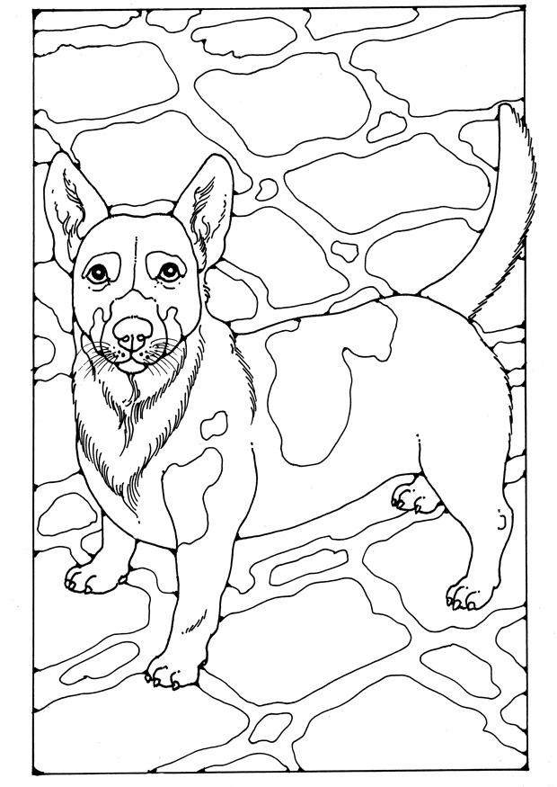 jack russel Coloring page jack russel