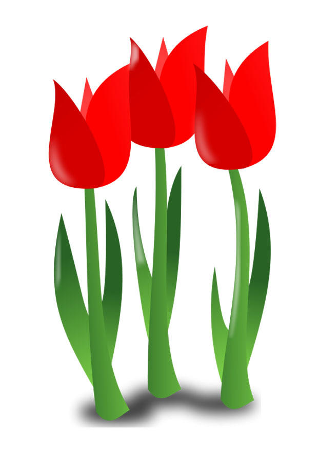 flowers Image flowers