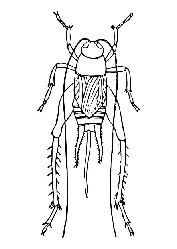 Coloring page cricket
