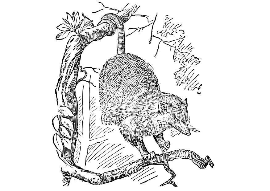 Coloring page possum
