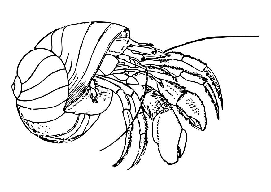 hermit crab Coloring page hermit crab