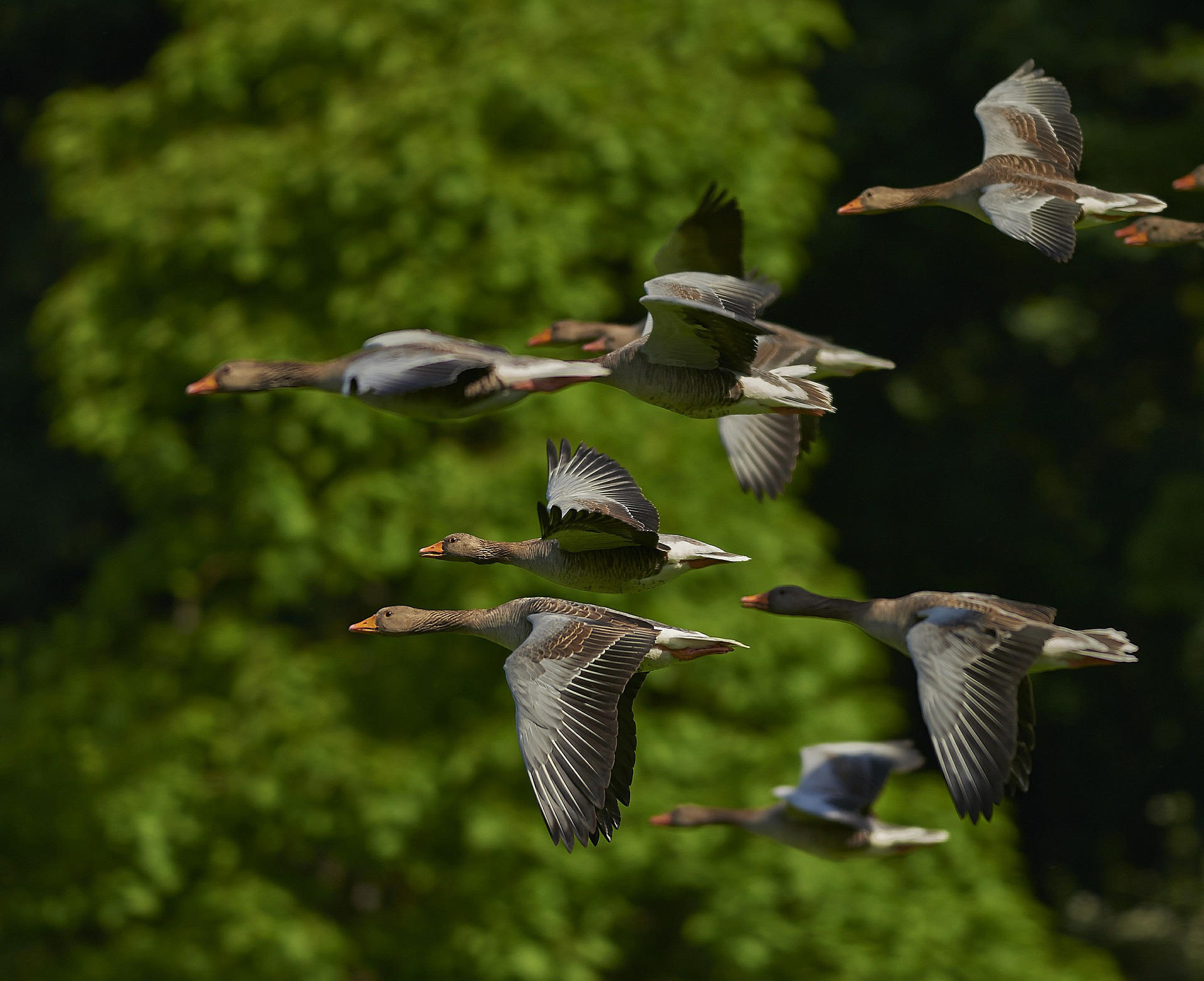 geese Photo geese