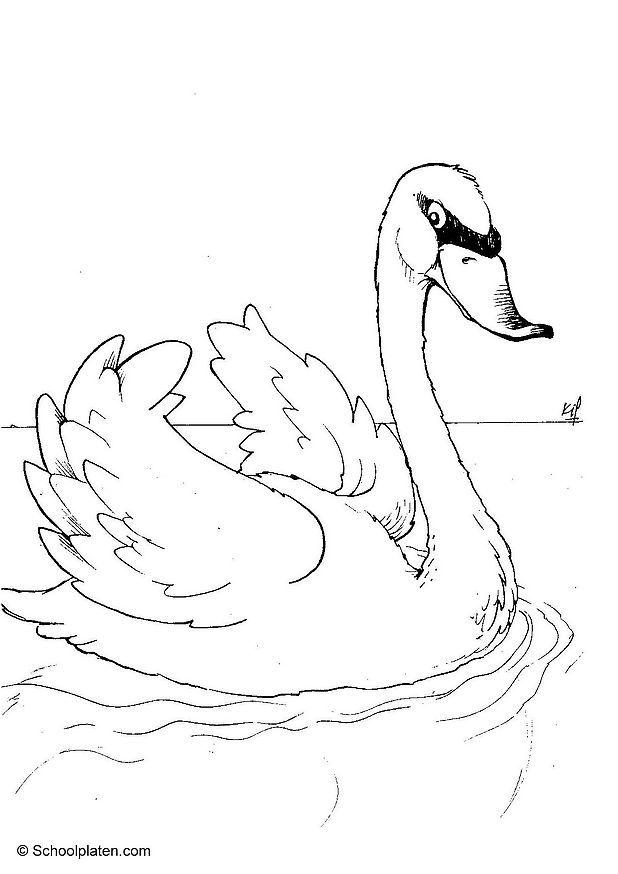 swan Coloring page swan