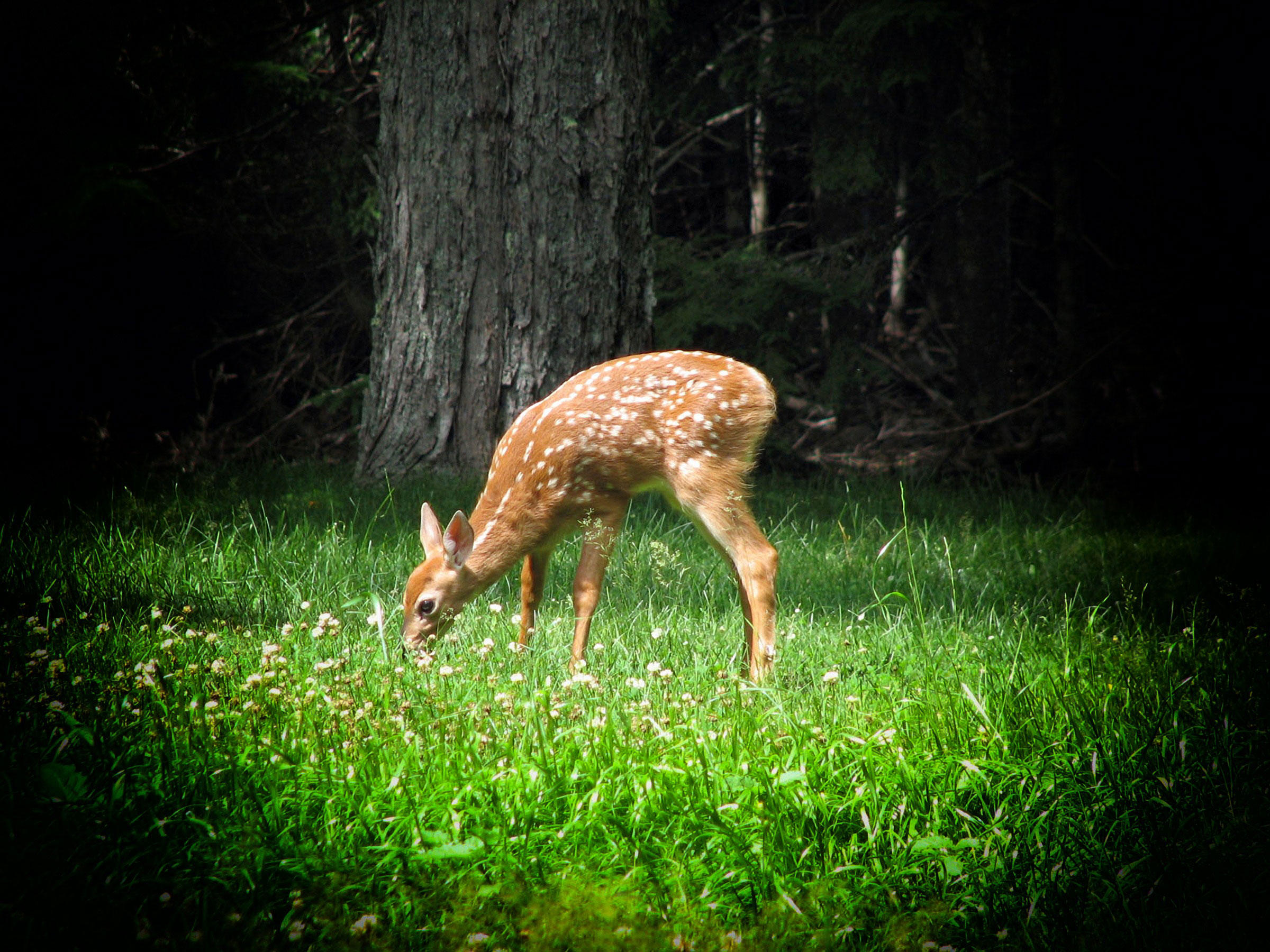 deer Photo deer