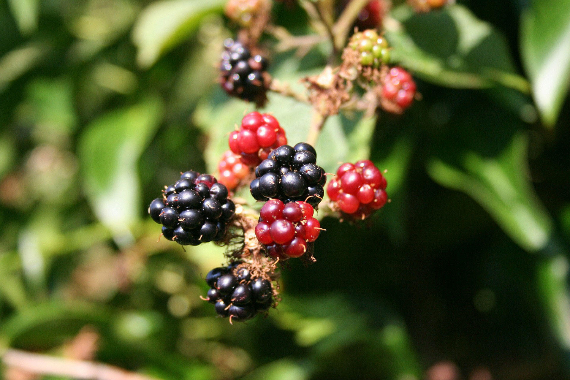 blackberry Photo blackberry