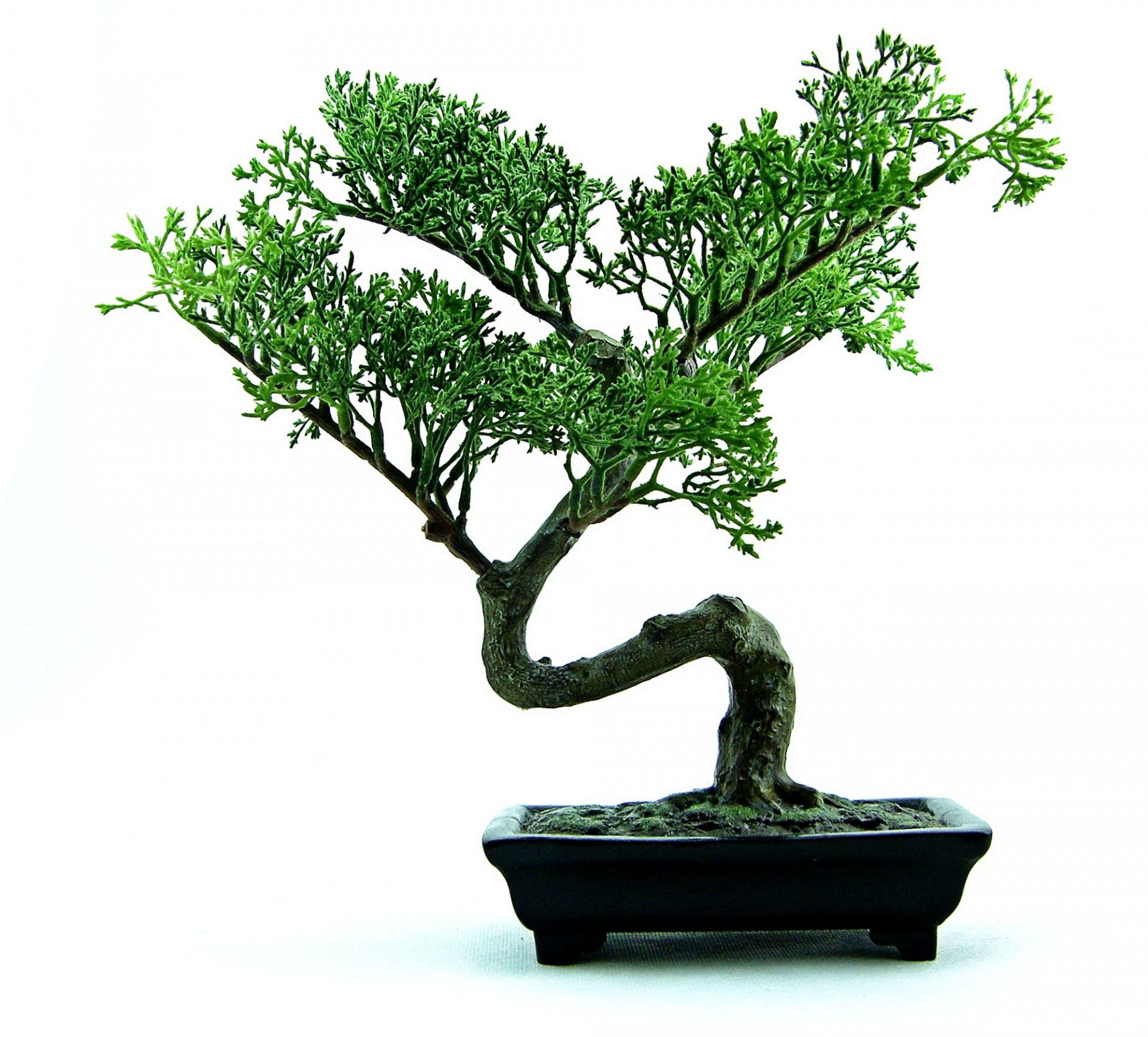 bonsai Photo bonsai