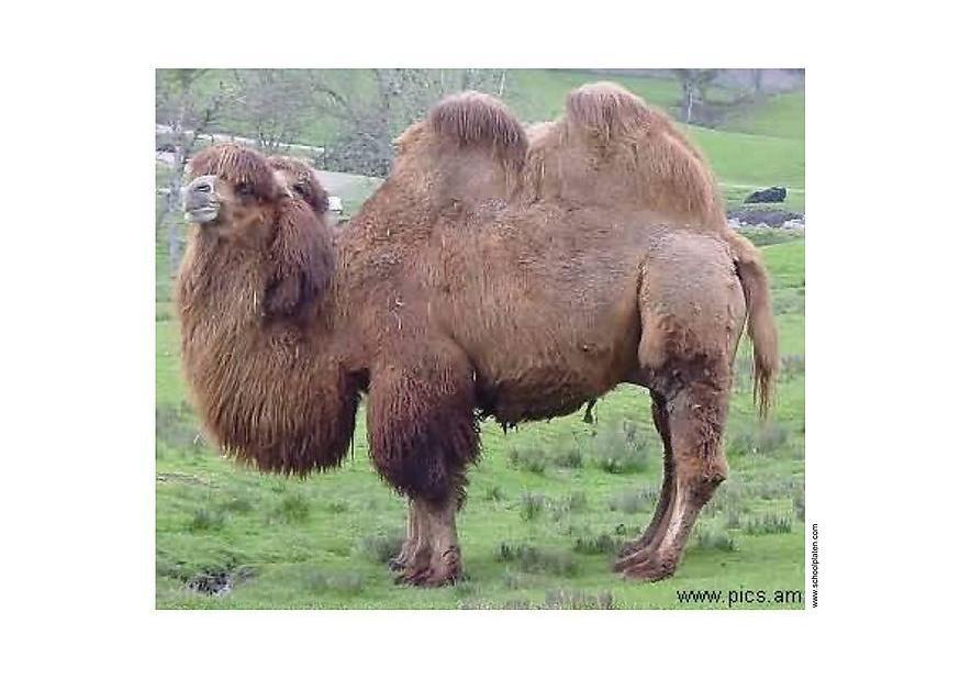 Photo camel