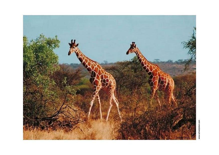 giraffe Photo giraffe